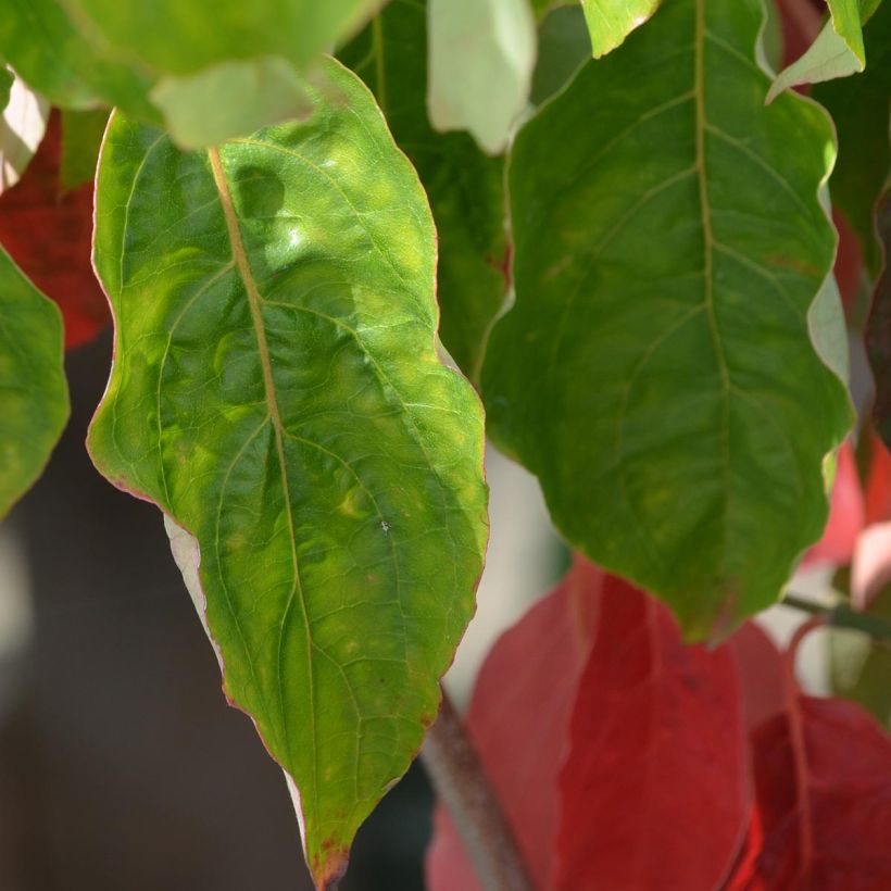 Cornus Ascona - Flowering Dogwood (Foliage)