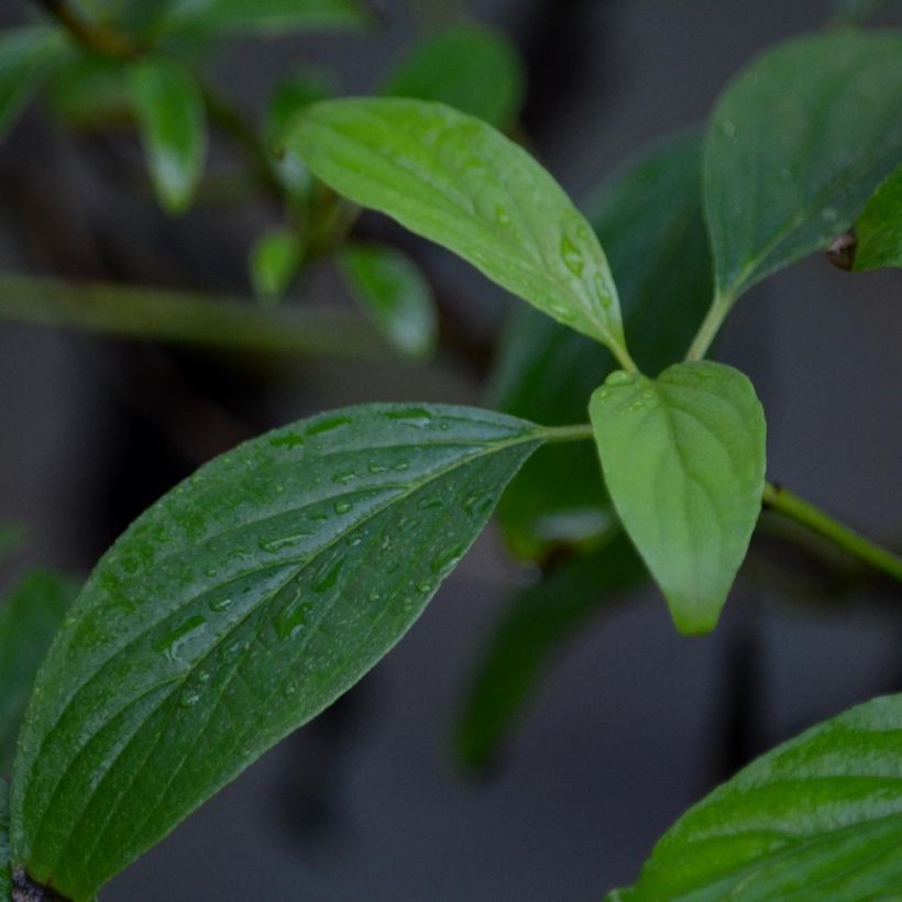 Cornus stolonifera Kelseyi - Stoloniferous Dogwood (Foliage)