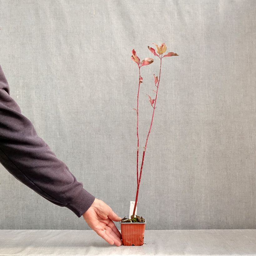 Cornus alba Aurea - White Dogwood 8/9 cm pot sample as delivered in autumn