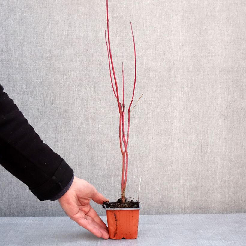 Cornus alba Aurea - White Dogwood 8/9 cm pot sample as delivered in winter
