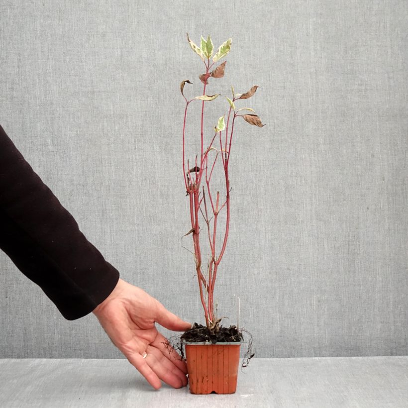 Cornus alba Elegantissima - White Dogwood 8/9 cm pot sample as delivered in autumn