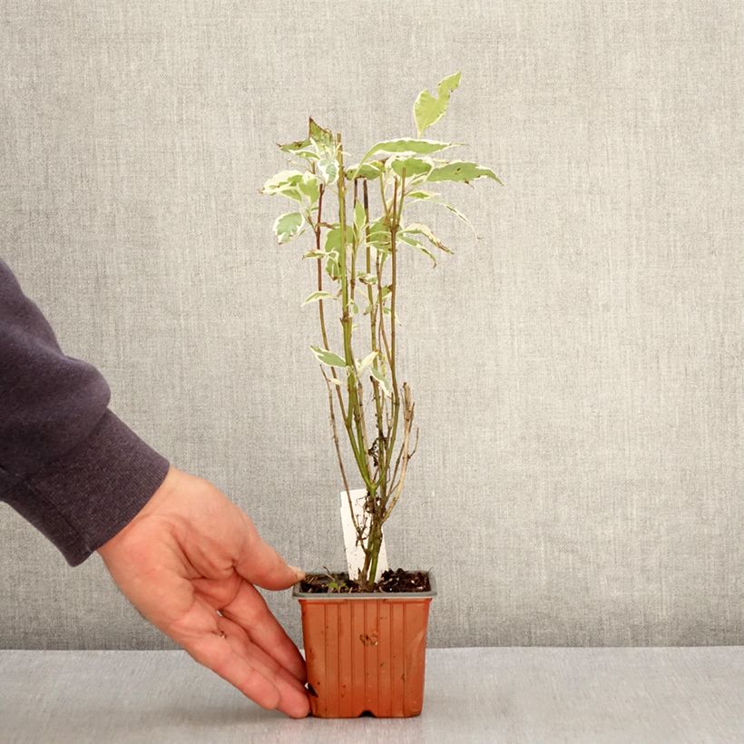 Cornus alba Elegantissima - White Dogwood 8/9 cm pot sample as delivered in spring