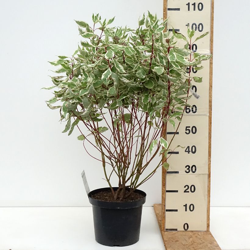 Cornus alba Ivory Halo - White Dogwood 7.5L/10L pot sample as delivered in autumn