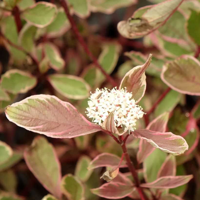 Cornus alba Miracle - White dogwood (Flowering)
