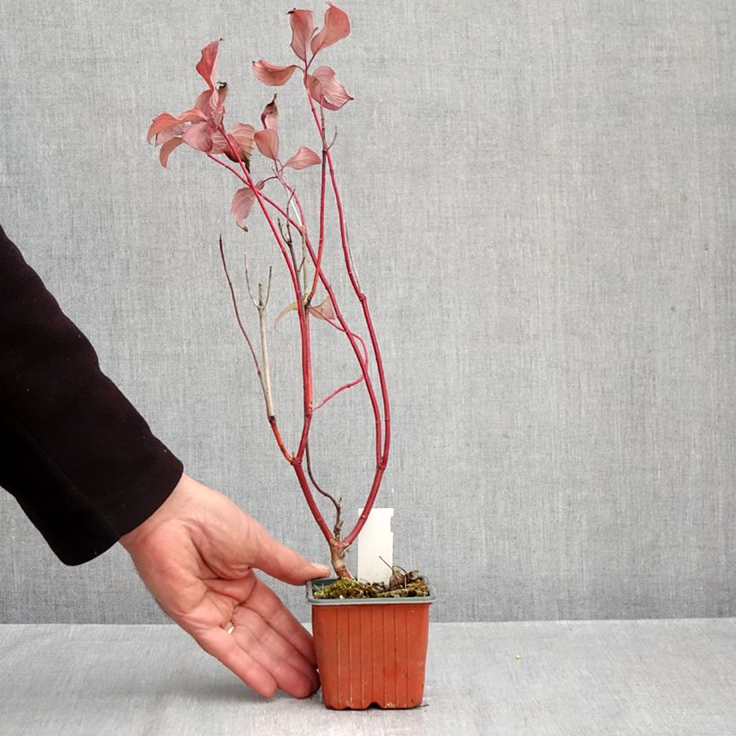 Cornus alba Neon Burst 8/9 cm pot sample as delivered in autumn