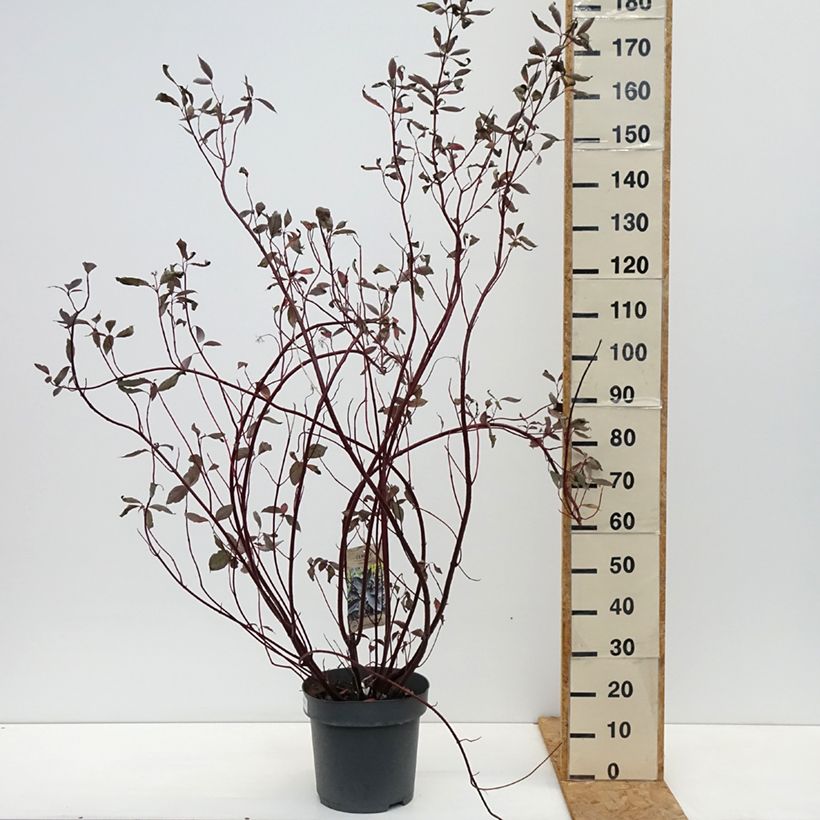 Cornus alba Nightfall - White Dogwood 7.5L/10L pot sample as delivered in autumn