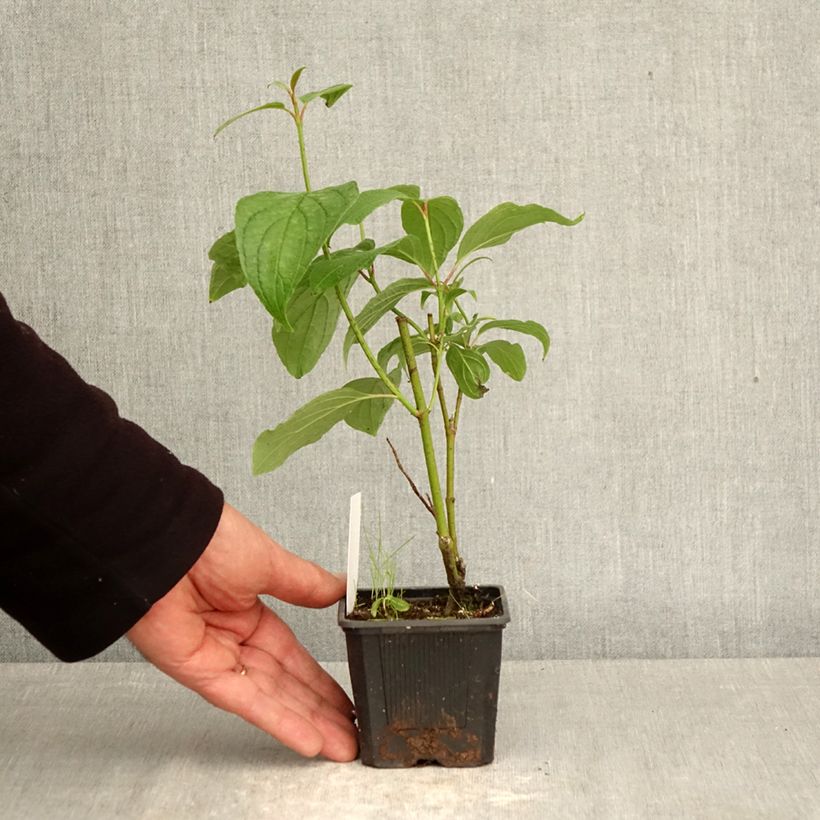 Cornus alba Siberian Pearls - White Dogwood 8/9 cm pot sample as delivered in spring