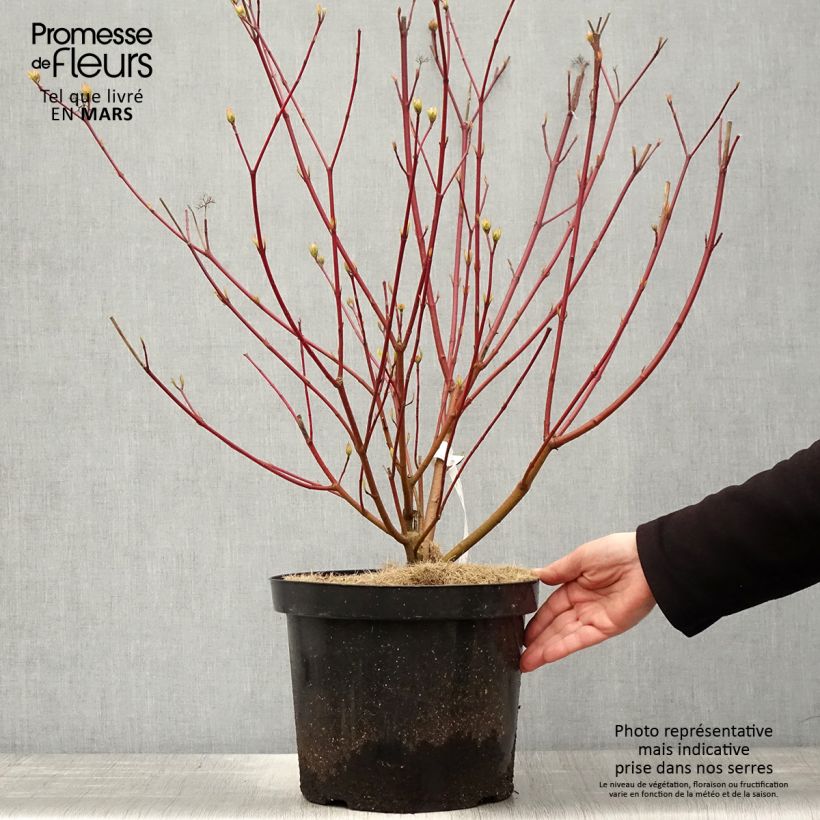 Cornus alba Siberian Pearls - White Dogwood 7.5L/10L pot sample as delivered in spring