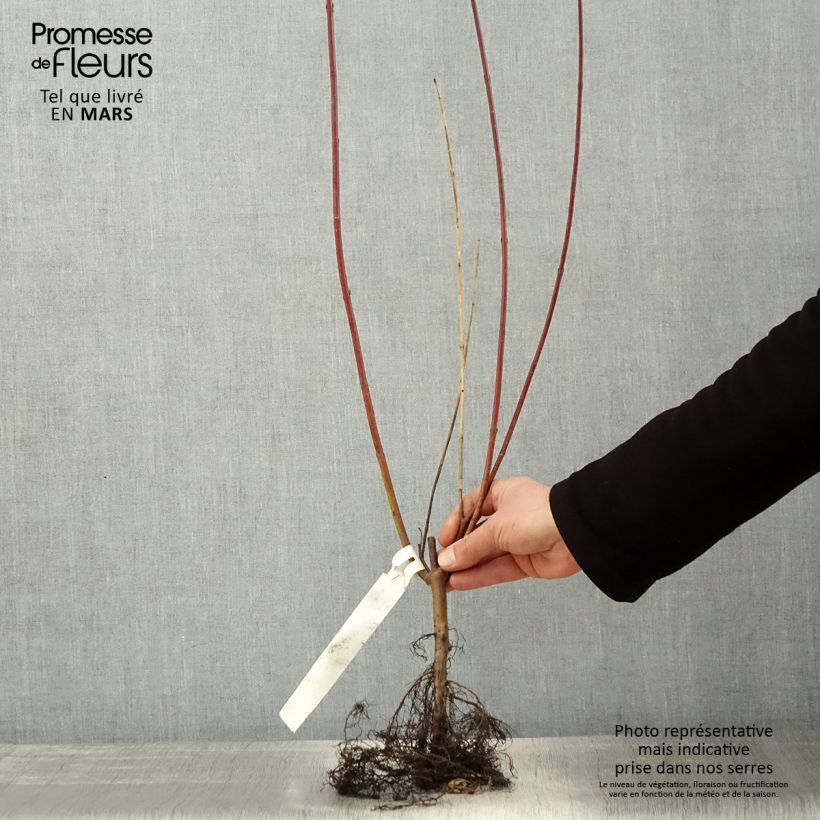 Cornus alba Sibirica - White Dogwood Bare root, Bush sample as delivered in spring