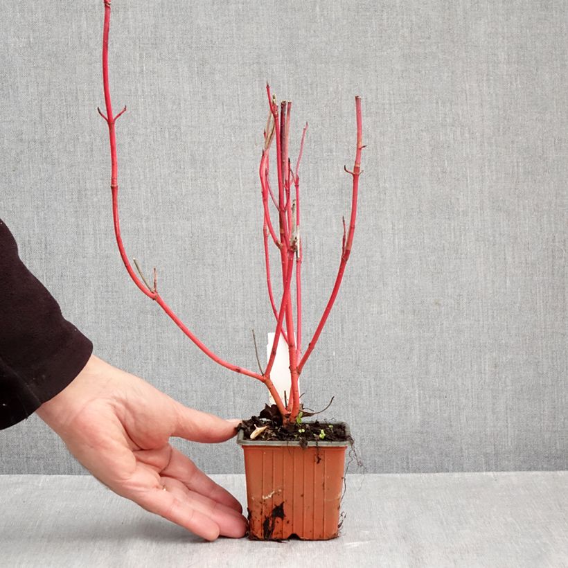 Cornus alba Sibirica - White Dogwood 8/9 cm pot sample as delivered in autumn
