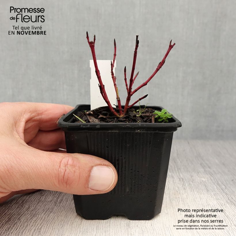 Cornus alba Sibirica Variegata - Variegated Dogwood 8/9 cm pot sample as delivered in autumn