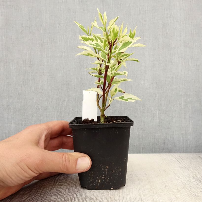 Cornus alba Sibirica Variegata - Variegated Dogwood 8/9 cm pot sample as delivered in spring