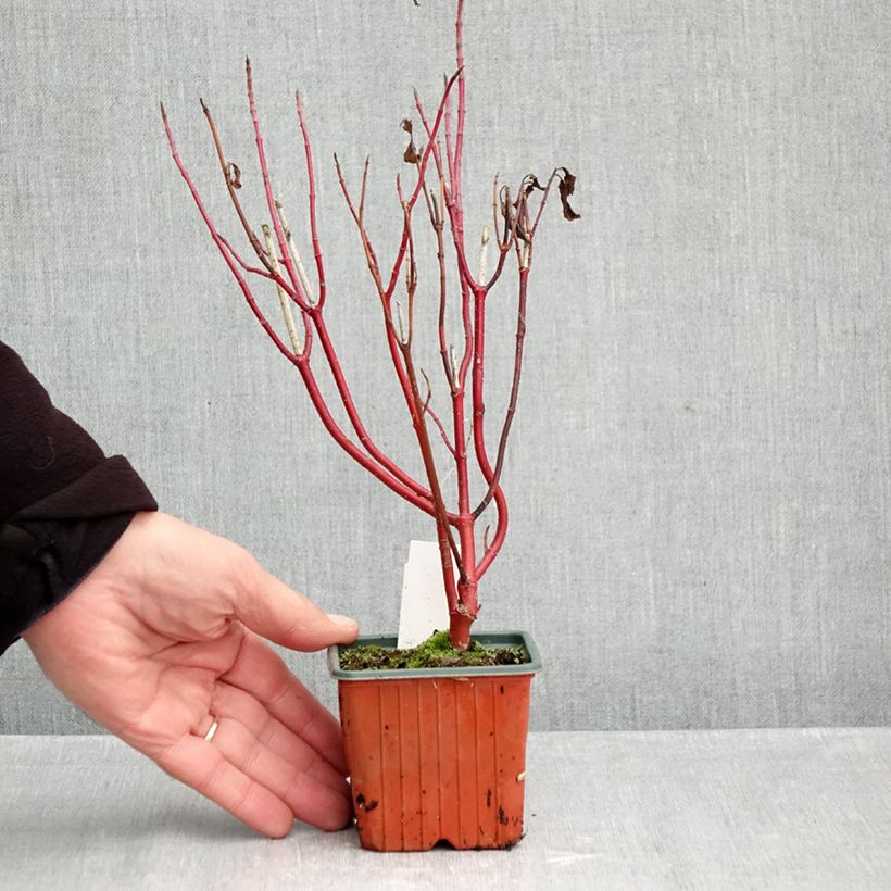 Cornus alba Spaethii - White Dogwood 8/9 cm pot sample as delivered in autumn