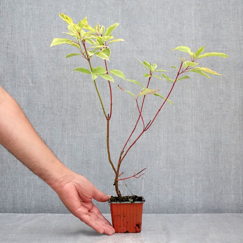 Cornus alba Spaethii - White Dogwood 8/9 cm pot sample as delivered in summer