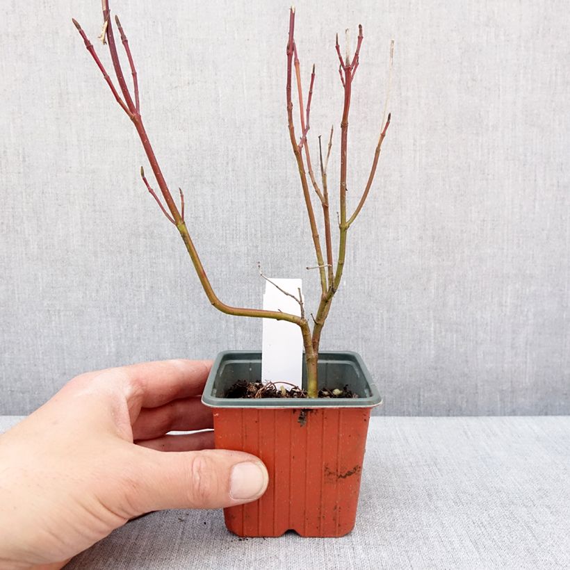 Cornus alba Spaethii - White Dogwood 8/9 cm pot sample as delivered in winter