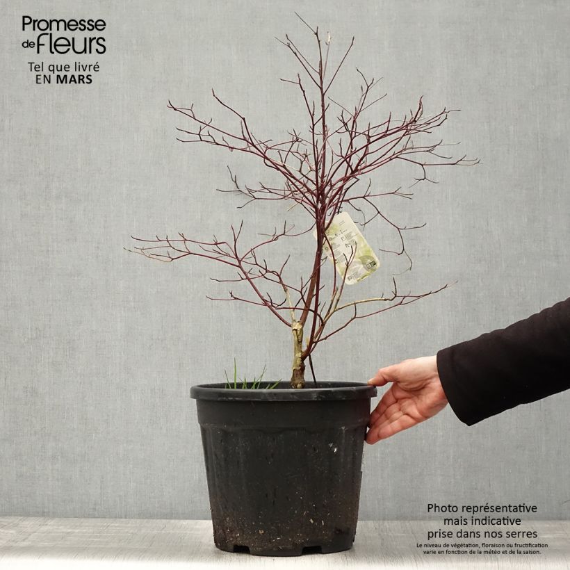 Cornus alternifolia Argentea - Pagoda Dogwood 7.5L/10L pot sample as delivered in spring