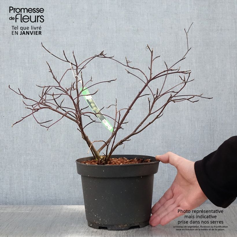 Cornus alternifolia Argentea - Pagoda Dogwood 3L/4L pot sample as delivered in winter