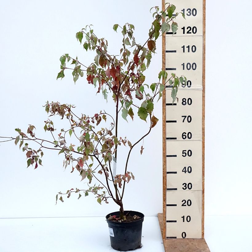 Cornus alternifolia Silver Giant - Pagoda Dogwood 4L/5L pot sample as delivered in autumn