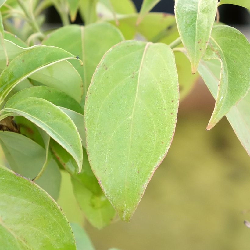 Cornus angustata Empress of China - Flowering Dogwood (Foliage)
