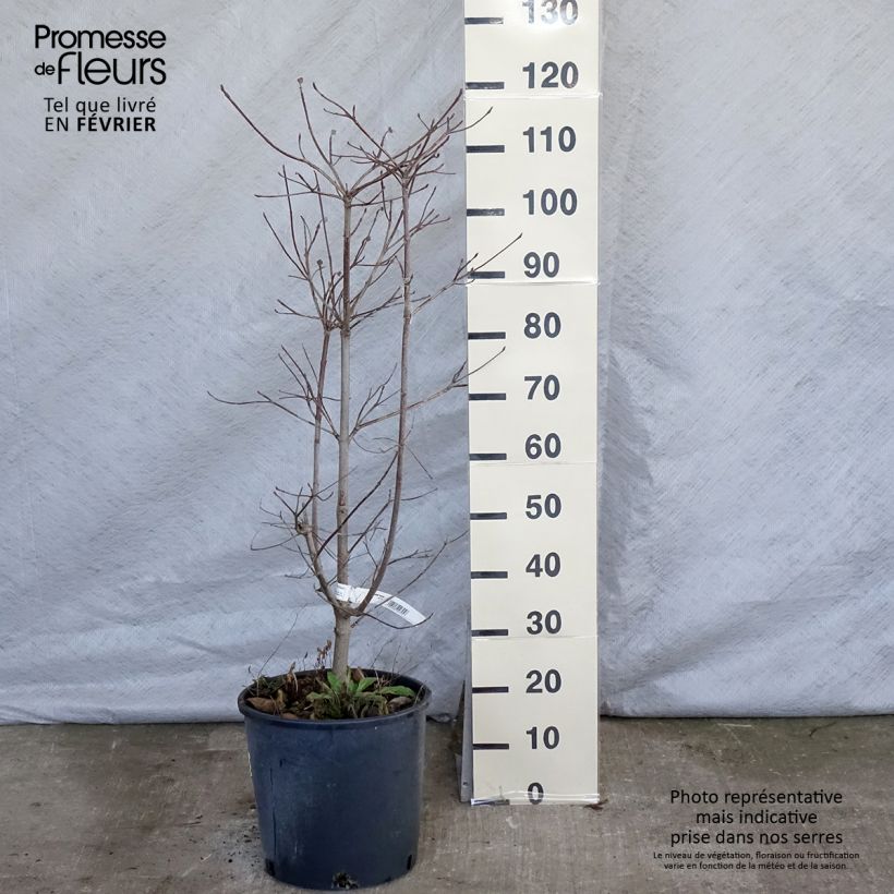 Cornus Ascona - Flowering Dogwood 7.5L/10L pot sample as delivered in winter