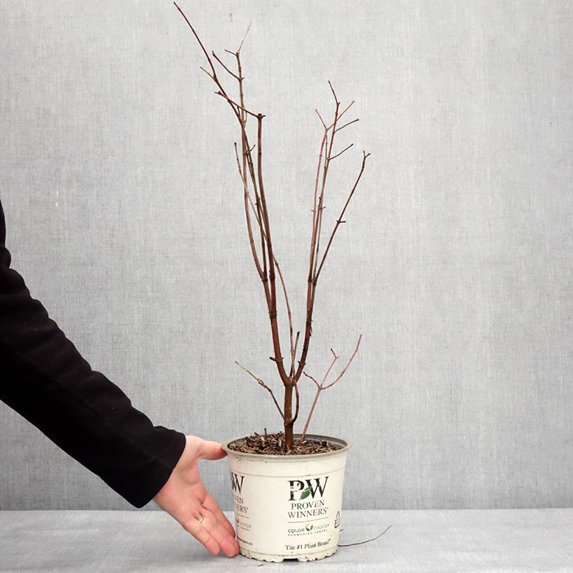 Cornus asperifolia var. drummondii SUNSHINY DROPS 2L/3L pot sample as delivered in winter