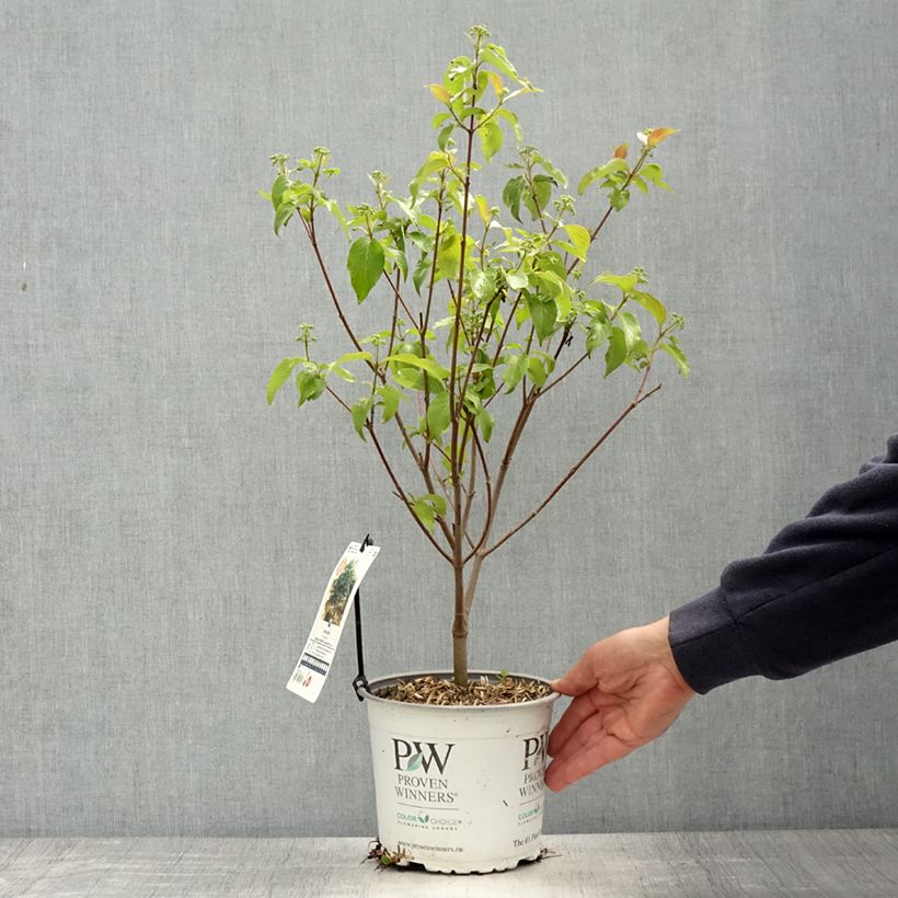 Cornus asperifolia var. drummondii SUNSHINY DROPS 2L/3L pot sample as delivered in spring