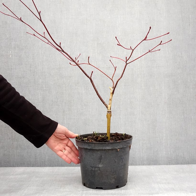 Cornus controversa Gold Star - Giant Dogwood 4L/5L pot sample as delivered in winter