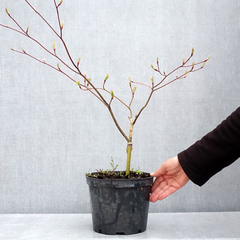 Cornus controversa Gold Star - Giant Dogwood 4L/5L pot sample as delivered in spring