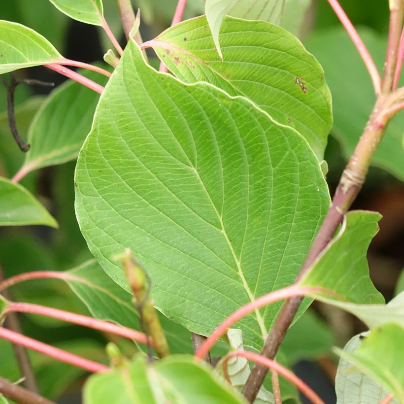 Cornus controversa Green Carpet - Giant Dogwood (Foliage)