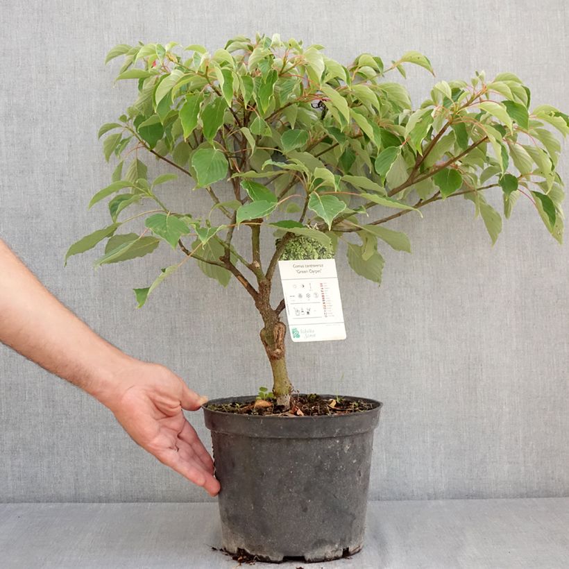 Cornus controversa Green Carpet - Giant Dogwood 4L/5L pot sample as delivered in summer