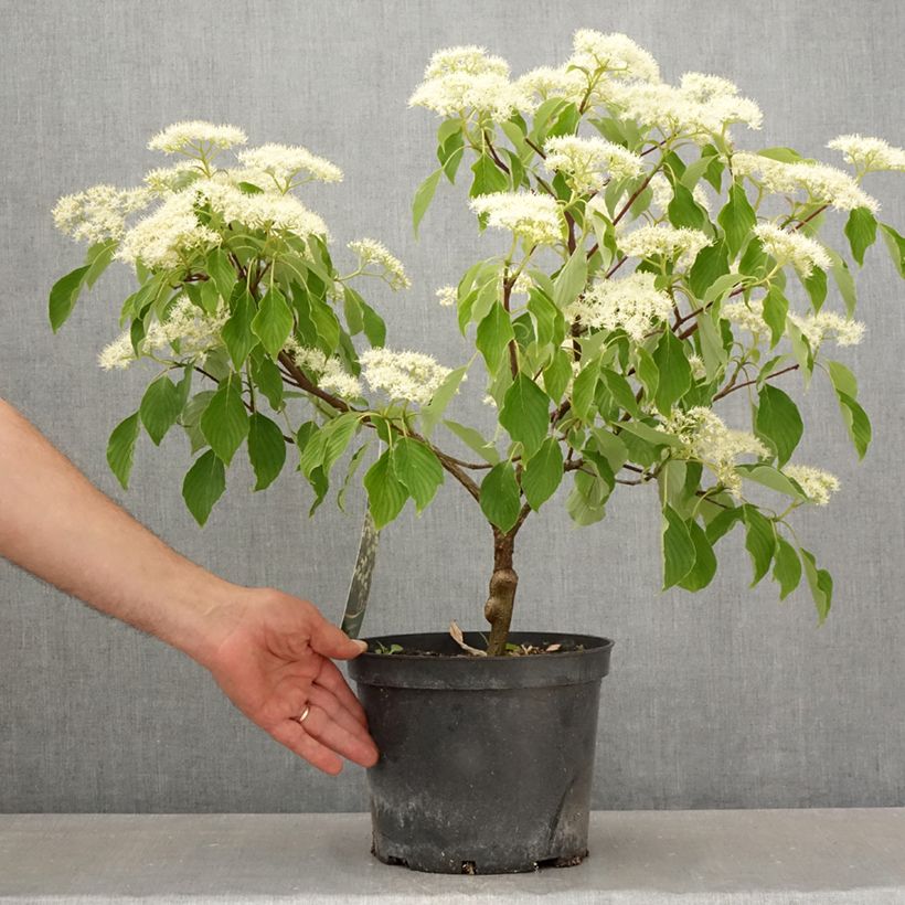 Cornus controversa Green Carpet - Giant Dogwood 4L/5L pot sample as delivered in spring