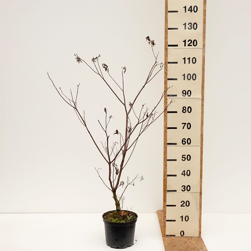 Cornus controversa Laska 4L/5L pot sample as delivered in autumn