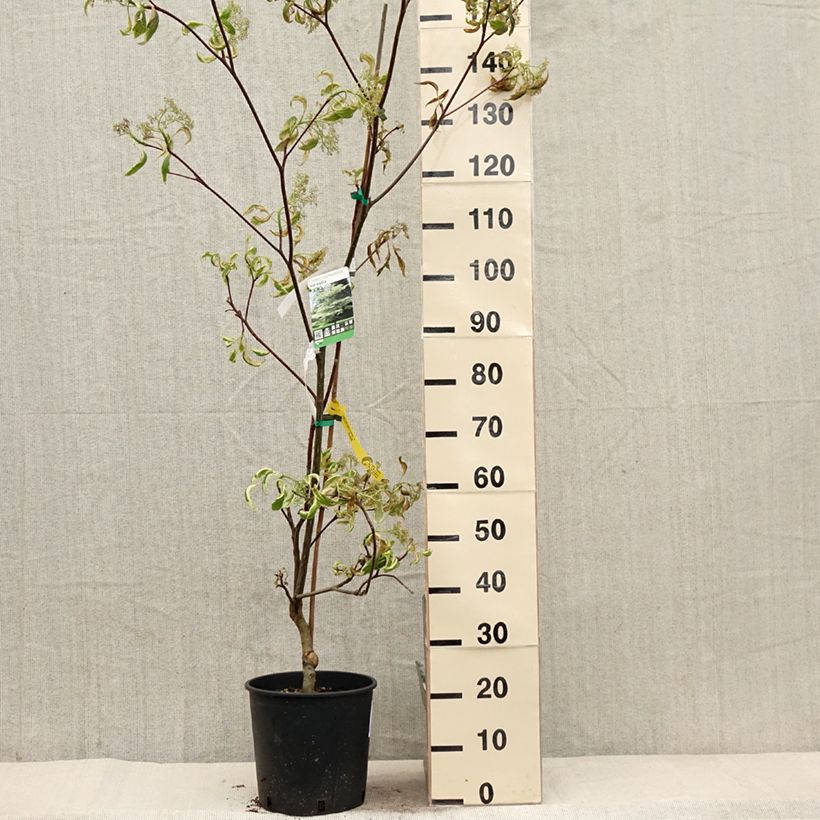 Cornus controversa Variegata - Giant Dogwood 7.5L/10L pot sample as delivered in spring
