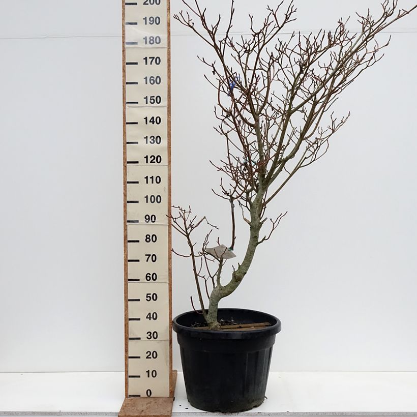 Cornus controversa Variegata - Giant Dogwood 50L/55L pot sample as delivered in winter