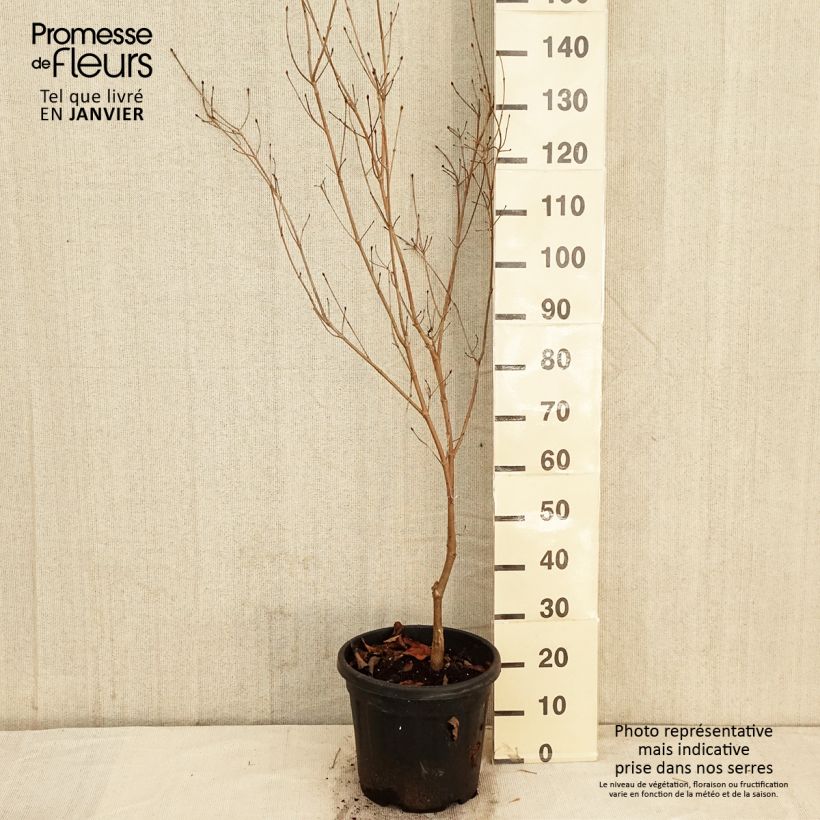 Cornus florida Cherokee Chief - Flowering Dogwood 7.5L/10L pot sample as delivered in winter