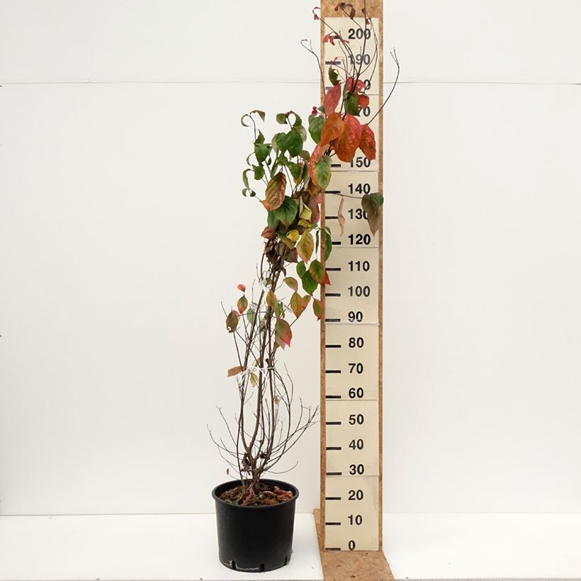 Flowering Dogwood - Cornus florida 18L/20L pot sample as delivered in autumn