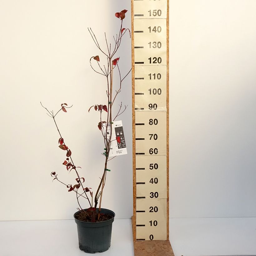 Cornus florida Rubra - Flowering Dogwood 6L/7L pot sample as delivered in autumn
