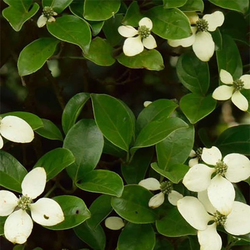 Cornus hongkongensis - Hong Kong Dogwood (Foliage)
