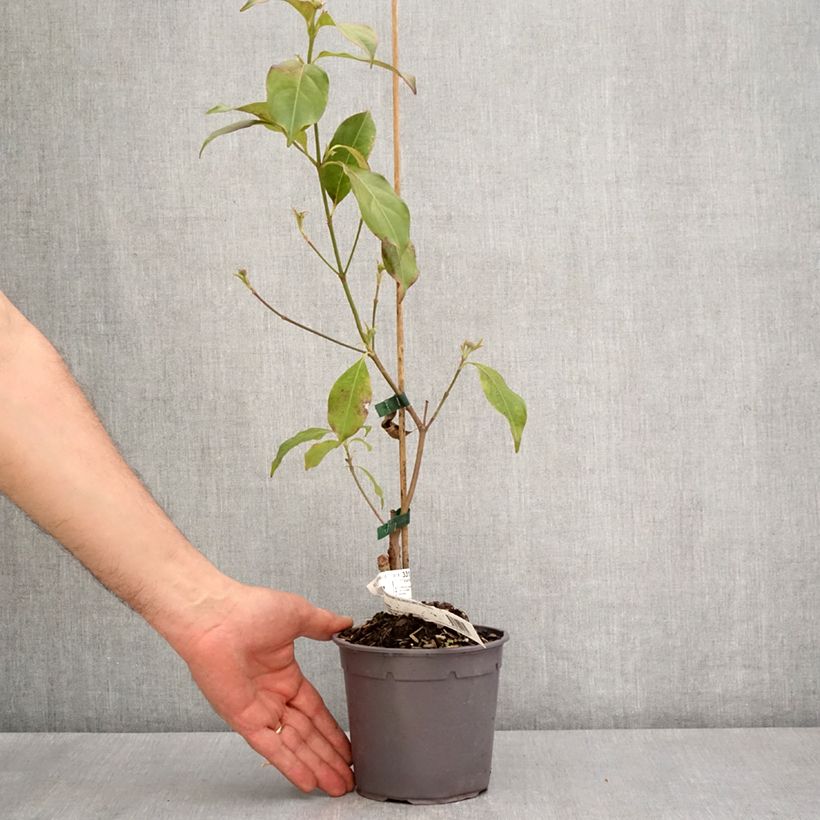 Cornus hongkongensis Parc de Haute Bretagne - Hong Kong Dogwood 1L/1.5L pot sample as delivered in spring