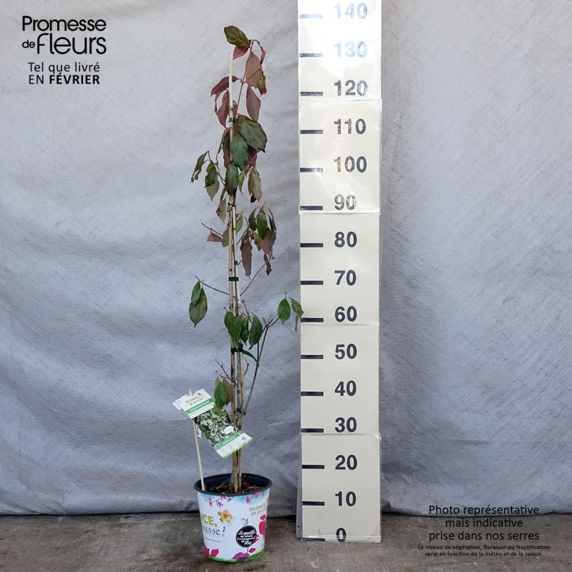 Cornus hongkongensis Parc de Haute Bretagne - Hong Kong Dogwood 4L/5L pot sample as delivered in winter