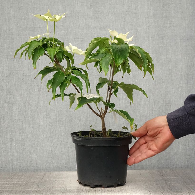 Cornus kousa  Big Apple 3L/4L pot sample as delivered in spring