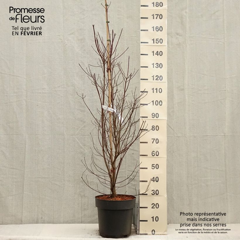 Cornus Blooming Merry Tetra - Flowering Dogwood 7.5L/10L pot sample as delivered in winter