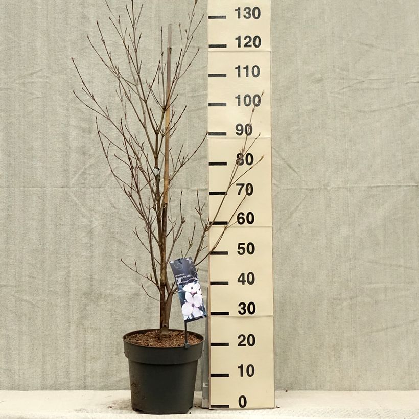 Cornus Blooming Pink Tetra - Flowering Dogwood 7.5L/10L pot sample as delivered in spring