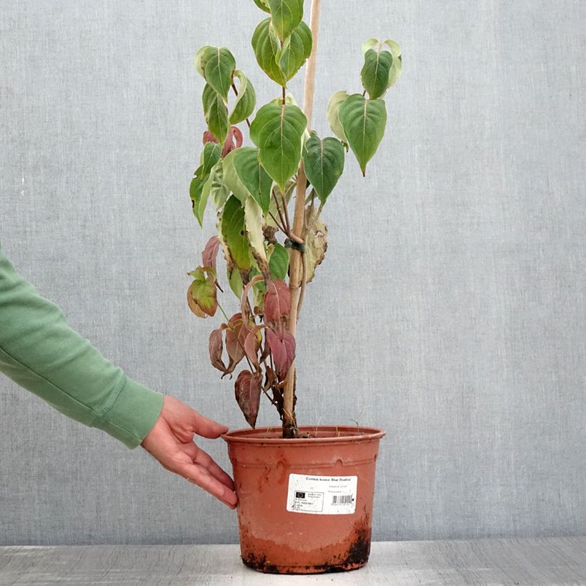 Cornus kousa Blue Shadow - Flowering Dogwood 4L/5L pot sample as delivered in summer