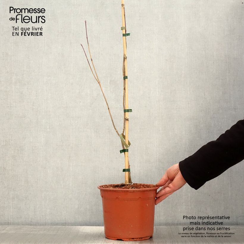 Cornus kousa Blue Shadow - Flowering Dogwood 4L/5L pot sample as delivered in winter