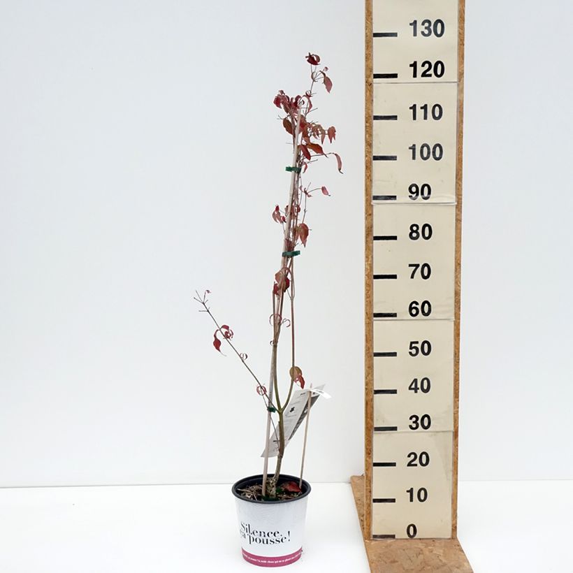 Cornus kousa Copacabana - Flowering Dogwood 4L/5L pot sample as delivered in autumn