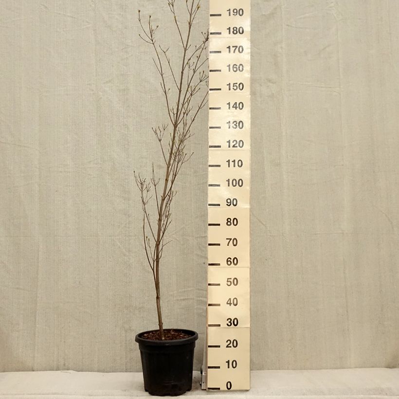 Cornus kousa Couronne - Flowering Dogwood 7.5L/10L pot sample as delivered in spring