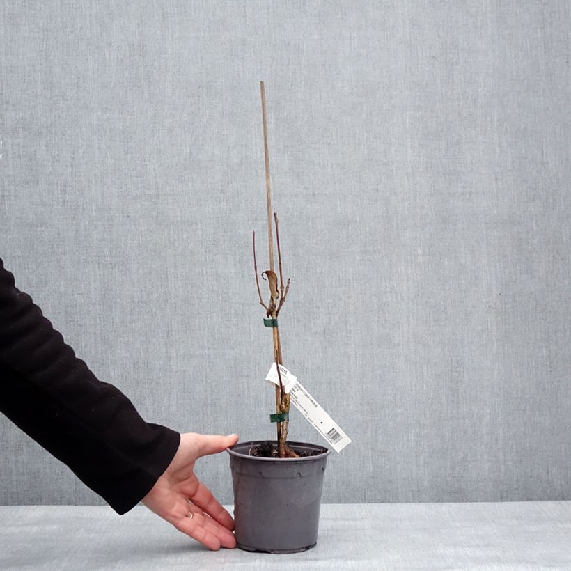 Cornus kousa Flower Tower - Flowering Dogwood 1L/1.5L pot sample as delivered in winter