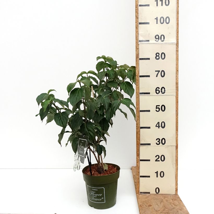 Cornus kousa Flower Tower - Flowering Dogwood 4L/5L pot sample as delivered in autumn