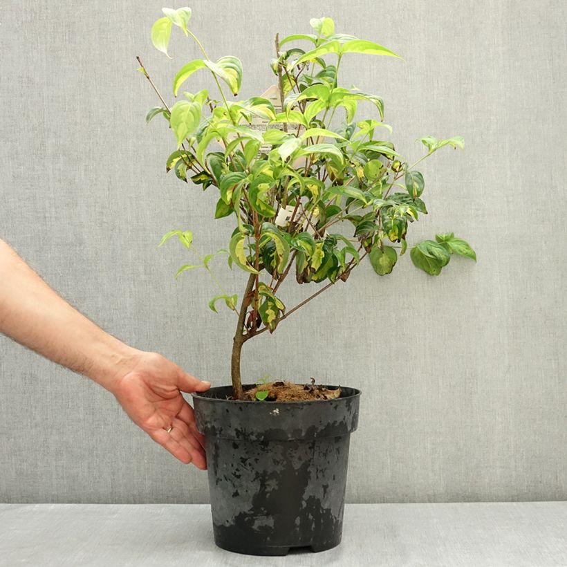 Cornus kousa Gold Star - Flowering Dogwood 4L/5L pot sample as delivered in summer
